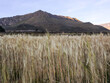 wheat field in the mountains