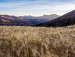 wheat fields in the mountains