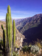 Cactus in the Colca Canyon in Peru