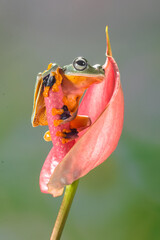 Wall Mural - Wallace's flying frog (Rhacophorus nigropalmatus), also known as the gliding frog or the Abah River flying frog, is a moss frog found at least from the Malay Peninsula into western Indonesia, and is p