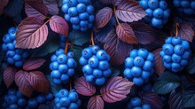  A Bunch Of Blue Berries Sitting On Top Of A Green Leafy Branch With Red And Purple Leaves On It And Green Leaves On The Other Side Of The Fruit.