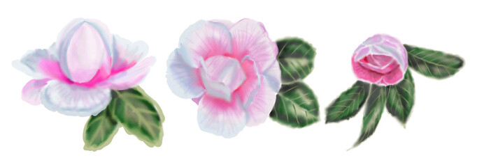 Wall Mural - Set of camellia flowers, buds, leaves on an isolated white background, watercolor illustration, hand drawing, botanical painting, spring flora