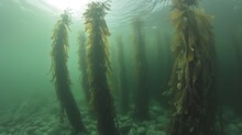  A Group Of Seaweeds Floating In The Water With Sunlight Shining Through The Water's Backrounds On The Bottom Of The Photo, And Bottom Of The Photo.