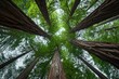 The photo captures a majestic sight of tall trees reaching towards the sky in a dense forest, Majestic redwood trees reaching towards the sky, AI Generated