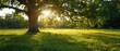 © Jevjenijs - the sun shines through the leaves of a large tree in the middle of a grassy field with trees in the background.