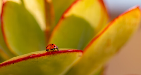 Wall Mural - Detail of a red ladybug on the leaves of a succulent plant