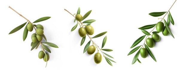 fresh olive twig with several green olives on it, typical for mediterranean countries like italy or 