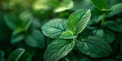 Macro shot of vibrant green mint leaves with a soft-focus background