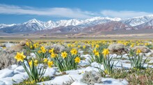 Field Of Vivid Daffodils Breaking Through Snow In The Foreground With A Striking Contrast Against The Snow-capped Mountain Vista