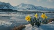 Hardy daffodils emerge from a snow patch with a backdrop of stark arctic mountains and ice-covered terrain under a soft evening light