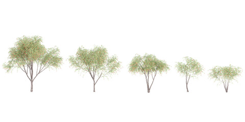 Jungle Weeping Bottle brush trees shapes cutout 3d render