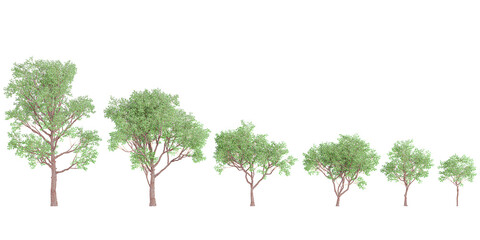 Red gum trees isolated on white background, tropical trees isolated used for architecture