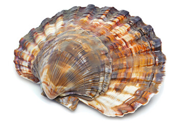 Wall Mural - A seashell with multiple layers of fluted edges against a white background