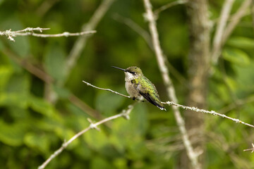 Wall Mural - Ruby-throated hummingbird ( Archilochus colubris ) in Wisconsin