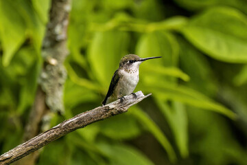 Wall Mural - Ruby-throated hummingbird ( Archilochus colubris ) in Wisconsin