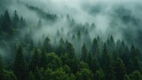 Fototapeta Londyn - Foggy evergreen forest landscape