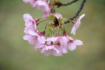 まだ寒さが厳しい2月、早咲きの河津桜が咲き始める。春の気配を感じる神戸の灘浜。