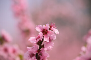 Poster - pink blossom