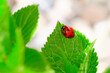 Ladybug sitting on a fresh green grass (shallow DoF)