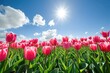 A vibrant field full of blooming pink tulips stretches under a clear blue sky, Fields of tulips under a bright, sunny sky, AI Generated