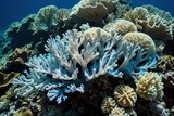Fototapeta Do akwarium - Coral bleaching linked to elevated sea temps: Loss of symbiotic zooxanthellae threatens Pacific reef. Danger to Pacific reef from sea temp increase