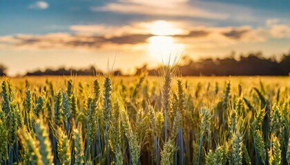 Poster - a beautiful field of organic wheat crops at sunrise picture for harvesting season on local farm