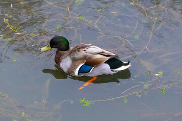 duck in the pond