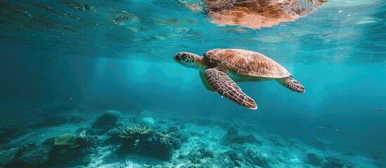 Poster - A wild turtle gracefully swims in the tropical ocean, its head above the water as it glides through the waves.