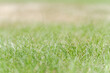 Close-up of green grass as background
