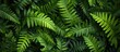 This close-up photo showcases a green plant with an abundance of lush leaves against a contrasting black background.