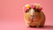 Cute guinea-pig wearing a flower wreath against a pink background, copy space for your text