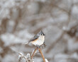 © Douglas - A Tufted Titmouse bird sitting on a broken plant with trees in the background. It is winter and there is snow on the branch