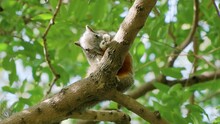 Pallas's Squirrel (Callosciurus Erythraeus) Or Red-bellied Tree Squirrel Bites Its Hind Leg Cleaning Fur From Fleas