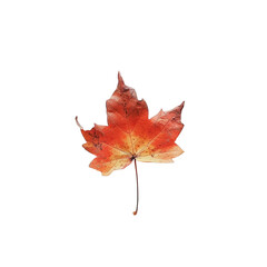 Wall Mural - autumn maple leaf isolated on transparent background
created using generative Ai tools