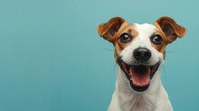 A Cheerful Jack Russell Terrier Against A Blue Backdrop