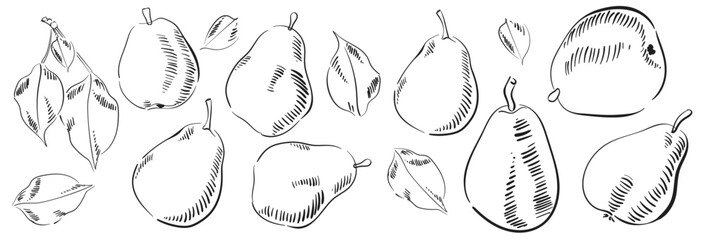 Set of line art pears with and without leaves in retro style. Vintage Vector illustration