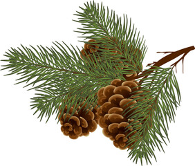 Wall Mural - pine cones on branch, illustration on transparent, png. drawing of seasonal autumn green fir and cones. Autumn or fall