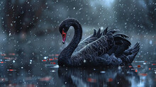 Black Swan - Swimming In The Water With Elegance For A Black Swan Event