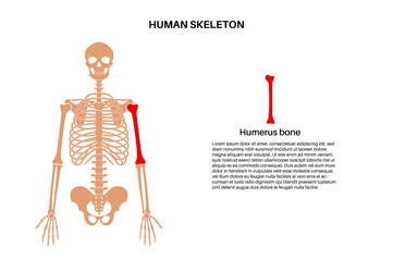 Wall Mural - Humerus bone anatomy