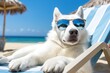 white siberian husky dog wearing sunglasses in beach chair at tropical beach