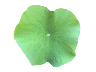 Wall Mural - Lotus leaf or waterlily leaf isolated on white background with clipping paths.