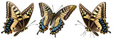 Fototapeta Boho - PNG flying colorful butterfly isolated on transparent background. Papilio machaon. Old world swallowtail