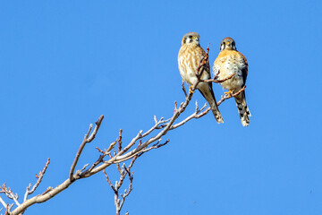 birds in tree