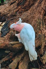 Poster - Port Douglas, Queensland, Australia