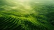 aerial view of an asian green ricefield terraces, green ricefield top view