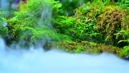 Wall Mural - Cold steam flowing through the moss, Chiang Mai Province.