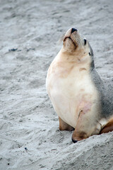 Wall Mural - this is a close up of a sea lion