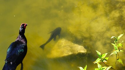 Wall Mural - duck, ibis, and turtle are swimming and fight for food