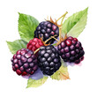 fruit - Fresh. Mulberry.,    Mulberry illustration watercolor