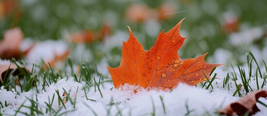 Canvas Print - Lonely leaf resting peacefully in the serene winter snow landscape